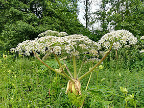 Riesenbärenklau (© TwilightArtPictures - Fotolia.com)