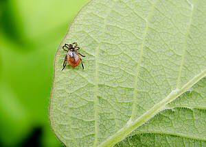 © Michael Tieck - Fotolia.com