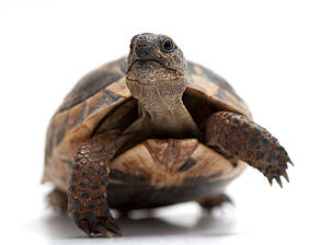 Reptilien wie Schildkröten, Wasseragamen, Bartagamen, Schlangen, Leguane, Chamäleons, Geckos, Skinks können Salmonellen übertragen (© cagan - Fotolia.com) 
