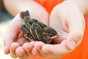 © Firma V - Fotolia.com