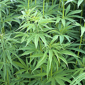 Hanfpflanze - Cannabis sativa (© emer - Fotolia.com)
