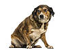 © Eric Isselée – Fotolia.com