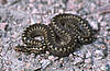 ©  iduu -Fotolia.com 