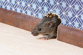 © Irina K.- Fotolia.com