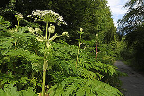 Herkulesstaude (© bennytrapp – stock.adobe.com )